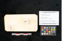 Foto (Objekt + Etikett) von Cyperites hoettingensis Palla (NHMW-GEO-2024-0188-11599)